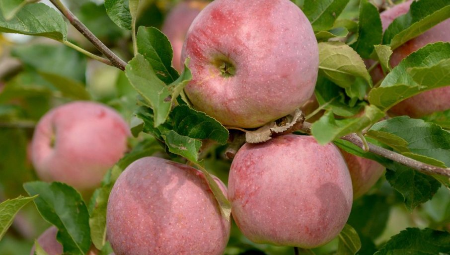 Otporna na bolesti, idealna za organsku proizvodnju