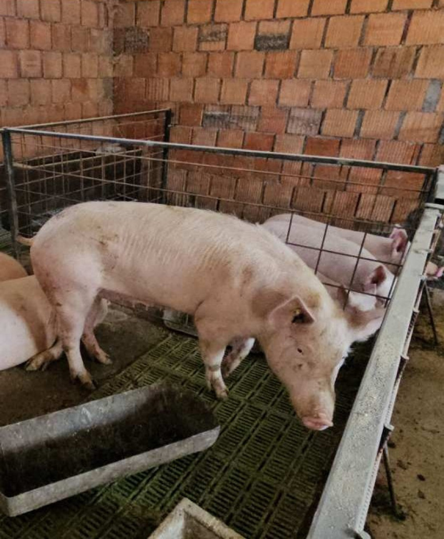 Sva žarišta afričke kuge svinja u Srbiji
