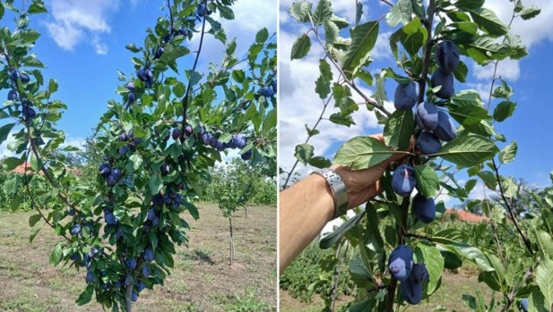 Rodila! Grane se savijaju pod plodovima, voćari kažu da ovakvu godinu dugo nisu imali