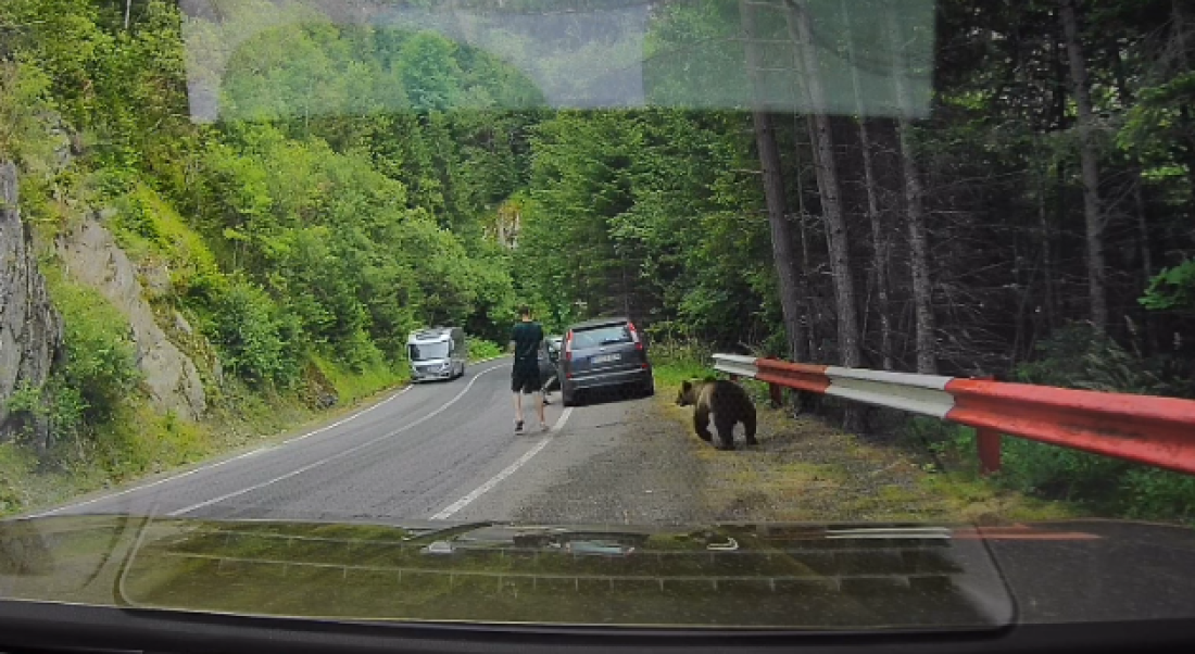 Medved prišao turisti na Transfagarašanu