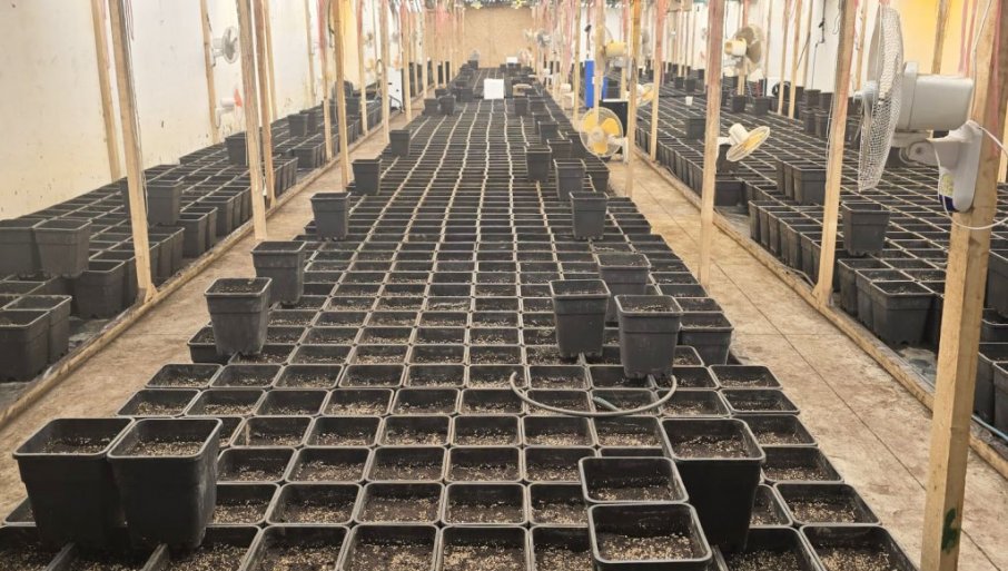 U Smederevu otkrivena laboratorija marihuane, zaplenjeno pola tone (FOTO)