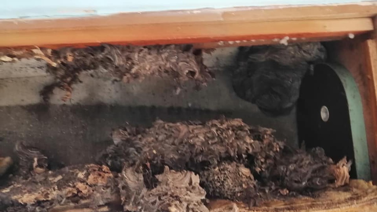 Beograđani u dečijoj sobi u zidu zatekli nešto jezivo, odmah su zvali stručnjaka (Video)